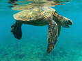   Huge sea turtle Napili Bay Maui Hawaii USA. Taken HP digital camera custom uw housing. USA). USA) u/w housing  